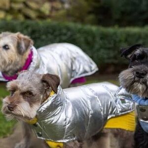 Canine Styles Silver Dog Puffer Jacket Size S